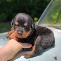 Shelby, a female Rottweiler for sale in Nappanee, IN – 1 of 3