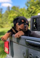 Apollo, a male Rottweiler for sale in Nappanee, IN – Photo 3 of 9