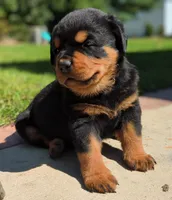 Apollo, a male Rottweiler for sale in Nappanee, IN – Photo 7 of 9