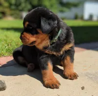Apollo, a male Rottweiler for sale in Nappanee, IN – Photo 6 of 9