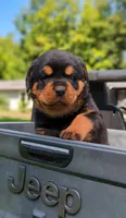Apollo, a male Rottweiler for sale in Nappanee, IN – Photo 1 of 9