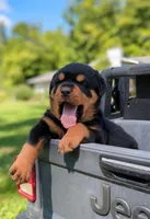 Apollo, a male Rottweiler for sale in Nappanee, IN – Photo 5 of 9
