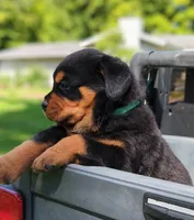 Apollo, a male Rottweiler for sale in Nappanee, IN – Photo 2 of 9