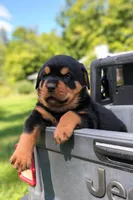 Apollo, a male Rottweiler for sale in Nappanee, IN – Photo 4 of 9