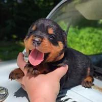 Hemi, a male Rottweiler for sale in Nappanee, IN – 1 of 3