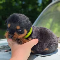 Alfa, a male Rottweiler for sale in Nappanee, IN – 3 of 3