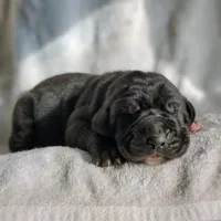 Ebony, a male Great Dane for sale in Nappanee, IN – Photo 3 of 6