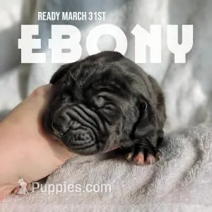 Ebony