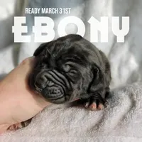 Ebony, a male Great Dane for sale in Nappanee, IN – Photo 1 of 6