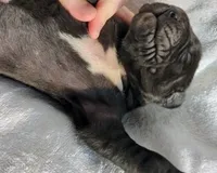 Ebony, a male Great Dane for sale in Nappanee, IN – Photo 4 of 6