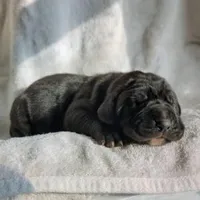 Ebony, a male Great Dane for sale in Nappanee, IN – Photo 2 of 6