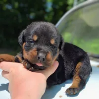 Axel, a male Rottweiler for sale in Nappanee, IN – 2 of 3