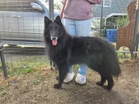 Flint, a male Belgian Sheepdog for sale in Poquoson, VA – Photo 1 of 3