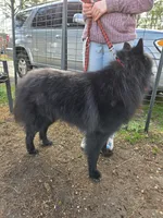 Flint, a male Belgian Sheepdog for sale in Poquoson, VA – Photo 2 of 3