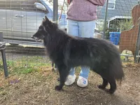 Flint, a male Belgian Sheepdog for sale in Poquoson, VA – Photo 3 of 3
