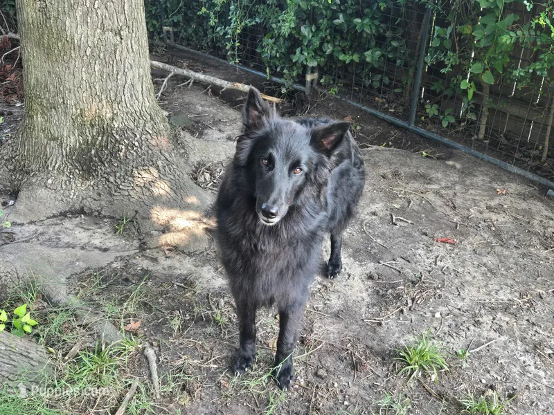 Holly – Belgian Shepherd Dog puppy for sale in Poquoson, VA