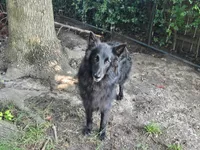 Holly, a female Belgian Shepherd Dog for sale in Poquoson, VA – 1 of 5