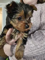 Susan, a female Yorkshire Terrier for sale in Poquoson, VA – Photo 2 of 2