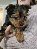 Susan, a female Yorkshire Terrier for sale in Poquoson, VA – Photo 1 of 2