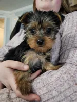 Mary, a female Yorkshire Terrier for sale in Poquoson, VA – Photo 2 of 3