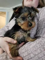 Mary, a female Yorkshire Terrier for sale in Poquoson, VA – Photo 1 of 3
