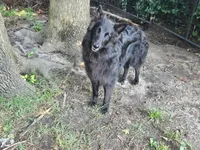 Holly, a female Belgian Shepherd Dog for sale in Poquoson, VA – 5 of 5