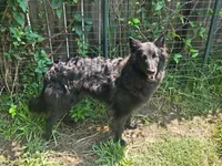 Holly, a female Belgian Shepherd Dog for sale in Poquoson, VA – 3 of 5