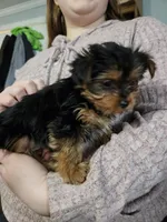 Dee Dee, a female Yorkshire Terrier for sale in Poquoson, VA – Photo 2 of 3