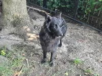 Holly, a female Belgian Shepherd Dog for sale in Poquoson, VA – 2 of 5