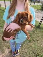Nova, a female Cavalier King Charles Spaniel for sale in Poquoson, VA – Photo 1 of 7