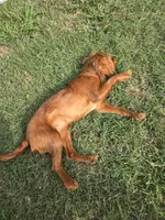 Nova, a female Cavalier King Charles Spaniel for sale in Poquoson, VA – Photo 6 of 7