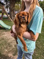 Nova, a female Cavalier King Charles Spaniel for sale in Poquoson, VA – Photo 3 of 7