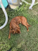 Nova, a female Cavalier King Charles Spaniel for sale in Poquoson, VA – Photo 7 of 7