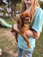 Nova, a female Cavalier King Charles Spaniel for sale in Poquoson, VA – Photo 5 of 7