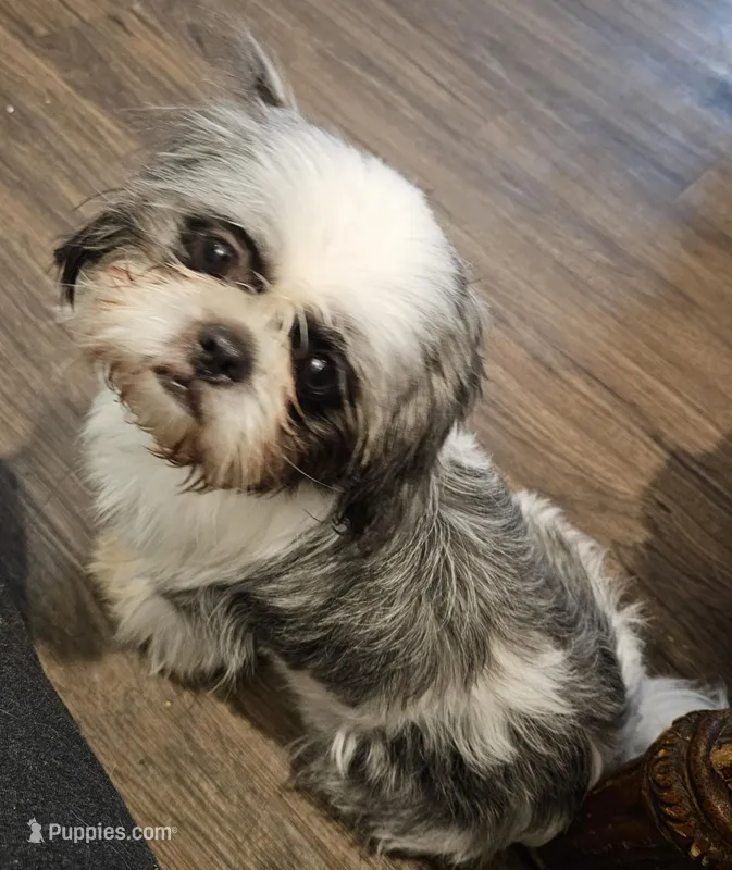 Molly – Shih Tzu puppy for sale in Poquoson, VA