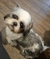 Molly, a female Shih Tzu for sale in Poquoson, VA – Photo 1 of 2