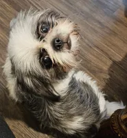 Molly, a female Shih Tzu for sale in Poquoson, VA – Photo 2 of 2