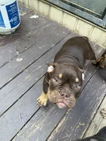 Daisy, a female American Bully for sale in Hamden, CT – 2 of 4