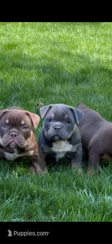 Nala – American Bully puppy for sale in Hamden, CT