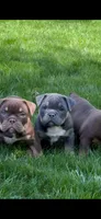 Nala, a female American Bully for sale in Hamden, CT – 1 of 5