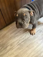 Cash, a male American Bully for sale in Hamden, CT – 3 of 3