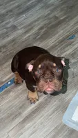 Nikki, a female American Bully for sale in Hamden, CT – 2 of 2