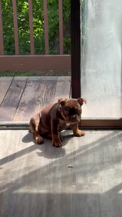 Lila, a female American Bully for sale in Hamden, CT – 2 of 3