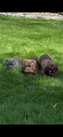 Nala, a female American Bully for sale in Hamden, CT – 3 of 5
