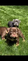 Nala, a female American Bully for sale in Hamden, CT – 4 of 5