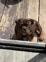 Lila, a female American Bully for sale in Hamden, CT – 1 of 3