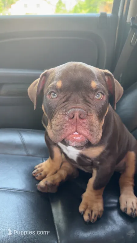 Nikki – American Bully puppy for sale in Hamden, CT