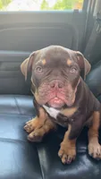 Daisy, a female American Bully for sale in Hamden, CT – 1 of 4