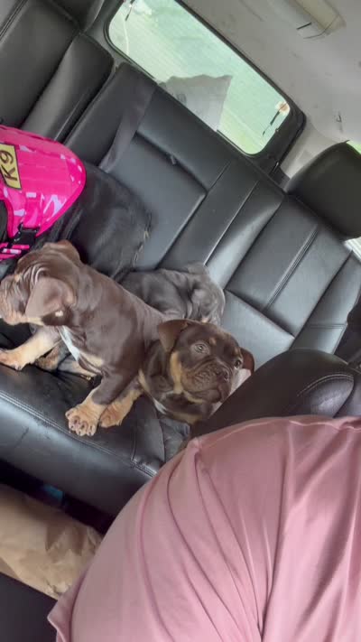 Nala, a female American Bully for sale in Hamden, CT – 5 of 5