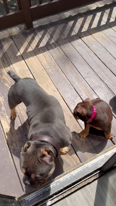 Lila, a female American Bully for sale in Hamden, CT – 3 of 3